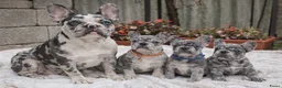 Franse Bulldog honden te koop: Franse Bulldog pups in Amsterdam - Advertentie 1