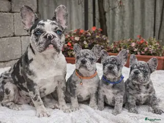 Franse Bulldog honden Franse Bulldog pups - Advertentie 2