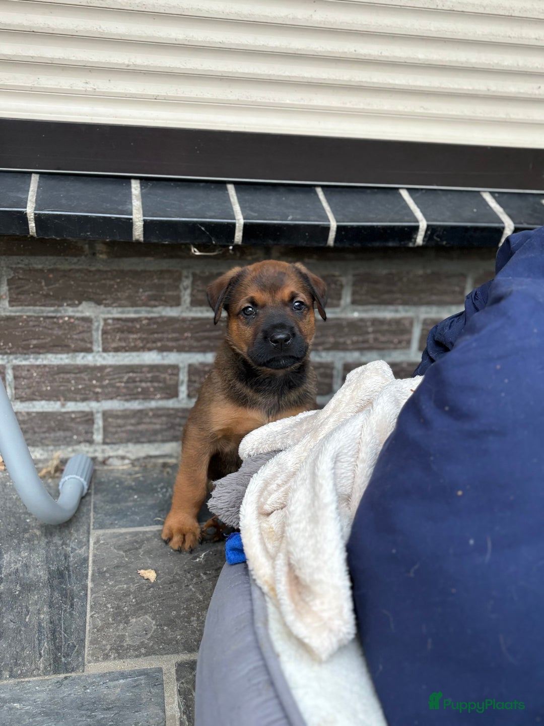 Kruising honden te koop: Mechelse herder & rotweiler - Advertentie 6