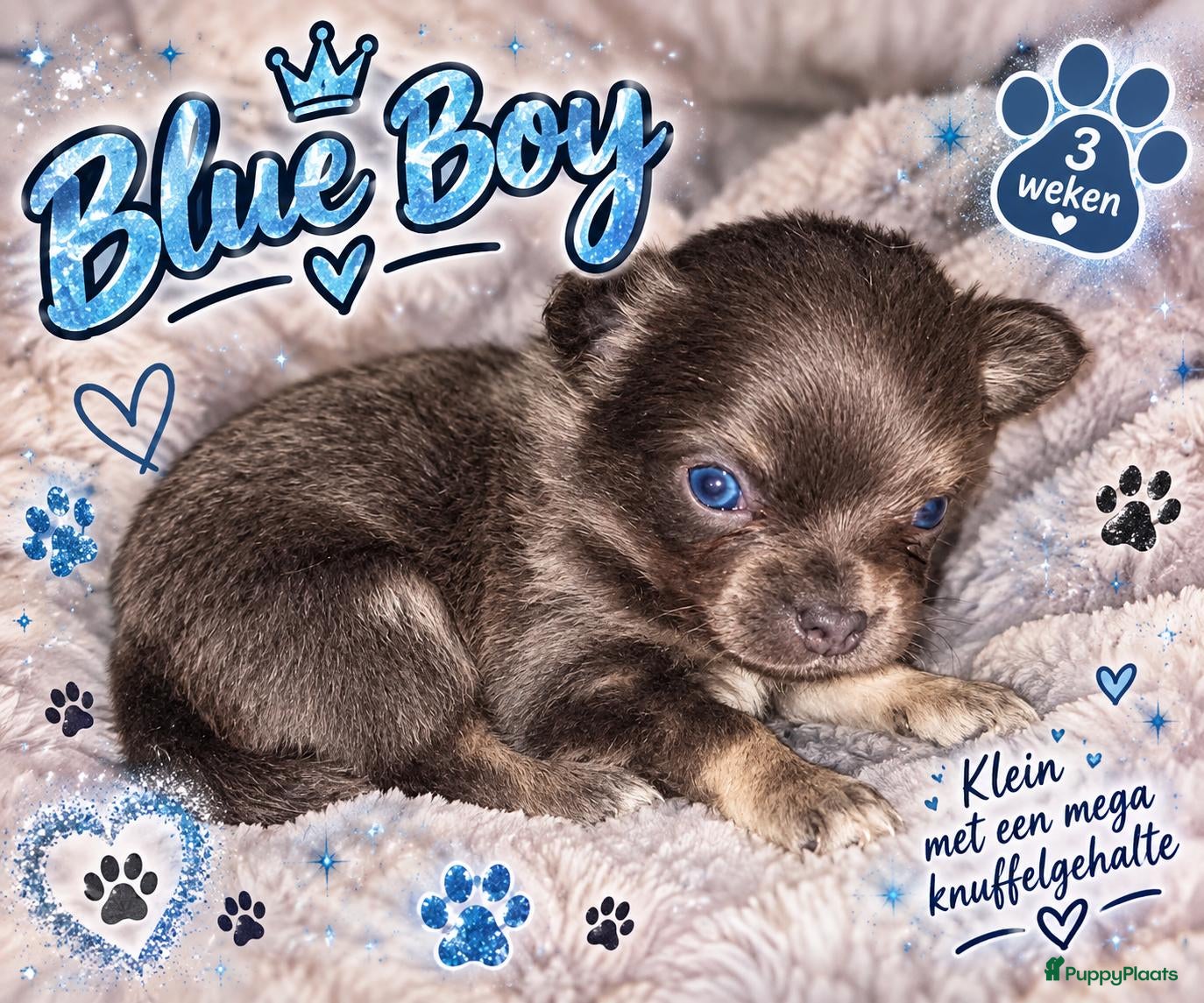 Chihuahua honden Mooie chihuahua pups - Advertentie 4