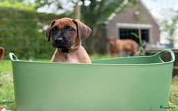 Rhodesian Ridgeback honden te koop: Prachtige en lieve ridgeback pups met stamboom - Afbeelding 3