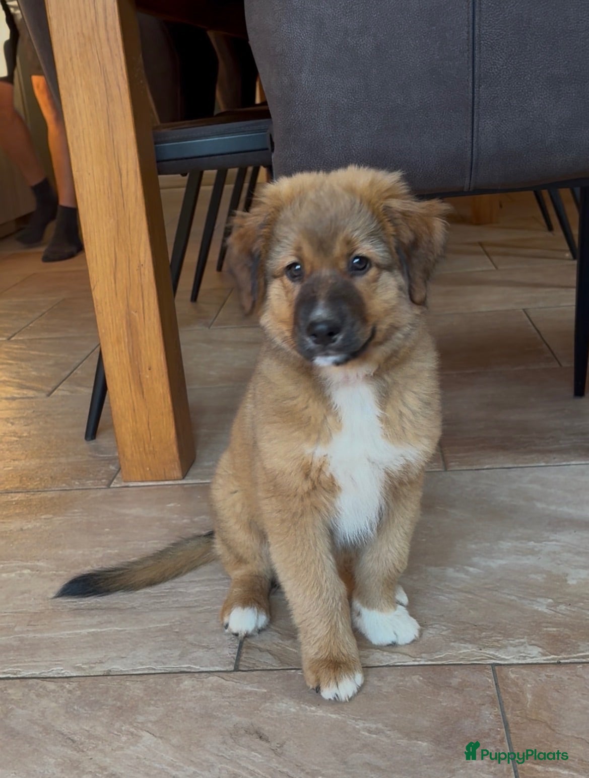Kruising honden Nova scotia duck tolling x Australian shepherd pup - Advertentie 2