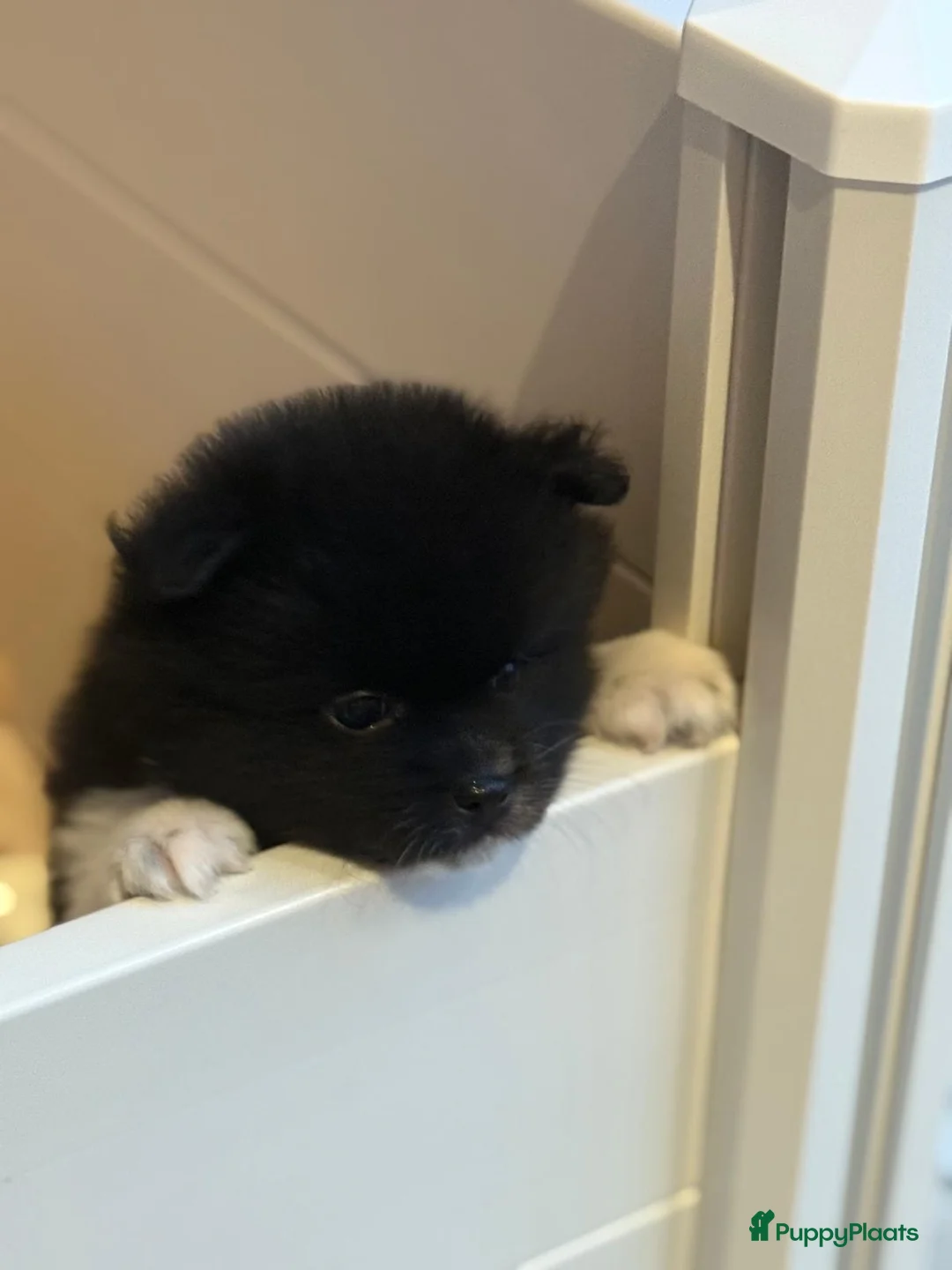 Kruising honden te koop: Teddy dog mini Chow Chow  - Advertentie 6