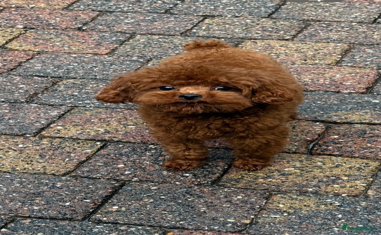 Poedel Toy honden kleine toy poedel dekreu donker rood rocky - Advertentie 6