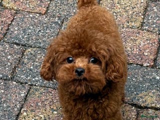 Poedel Toy honden kleine toy poedel dekreu donker rood rocky - Advertentie 2