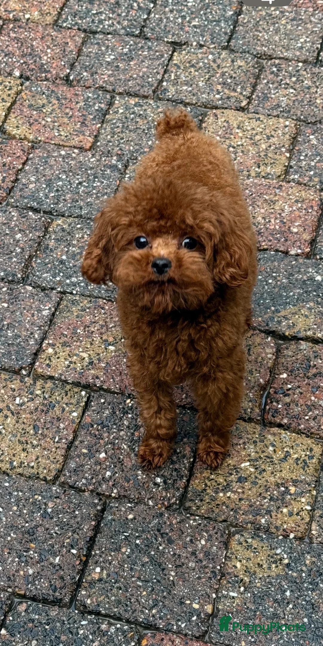 Poedel Toy honden ter dekking: kleine toy poedel dekreu donker rood rocky - Advertentie 1