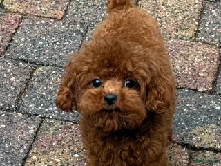 Poedel Toy honden kleine toy poedel dekreu donker rood rocky - Advertentie 14