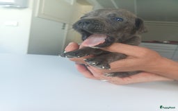 Cane Corso honden te koop: Cane corso pups - Afbeelding 9