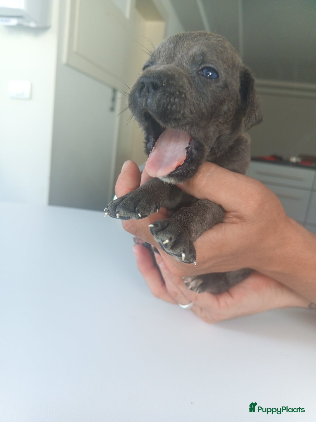 Cane Corso honden te koop: Cane corso pups - Afbeelding 9