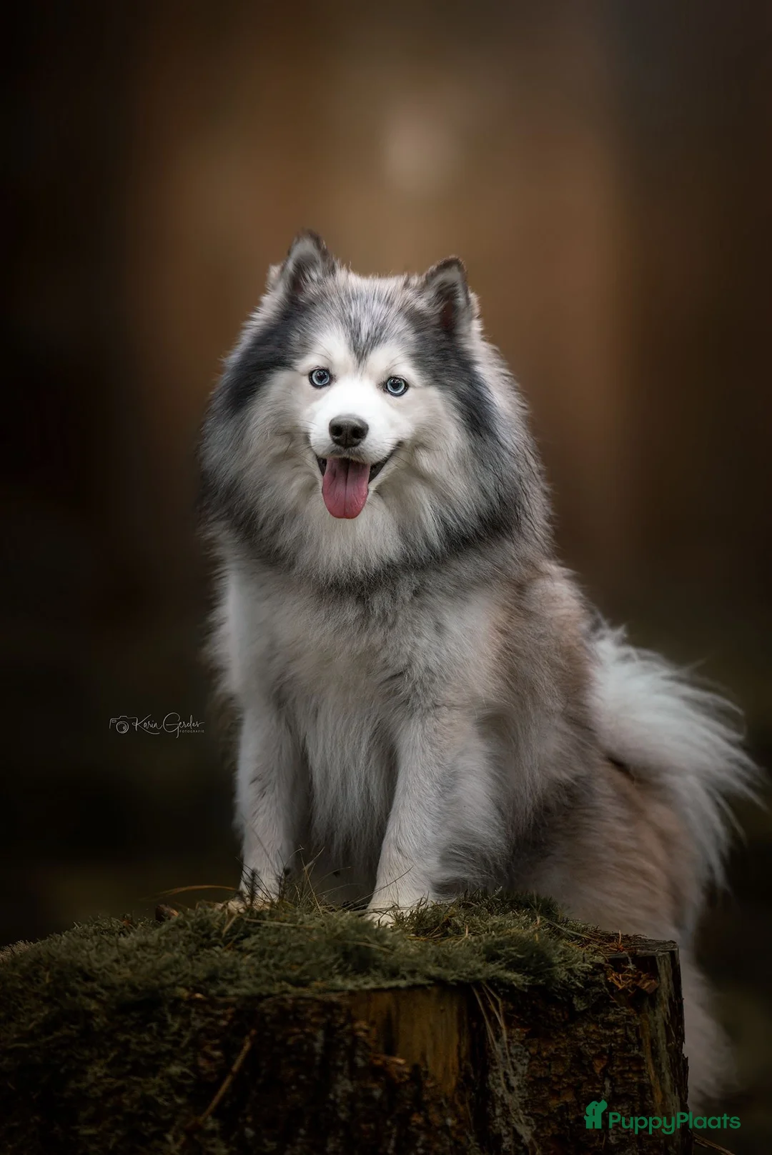 Pomsky honden ter dekking: F1 Dekreu Pomsky  - Advertentie 1