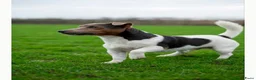 Jack Russel Terriër honden te koop: Jack Russel bleu tan/ zwart wit bruin 03-04-2026 - Advertentie 14
