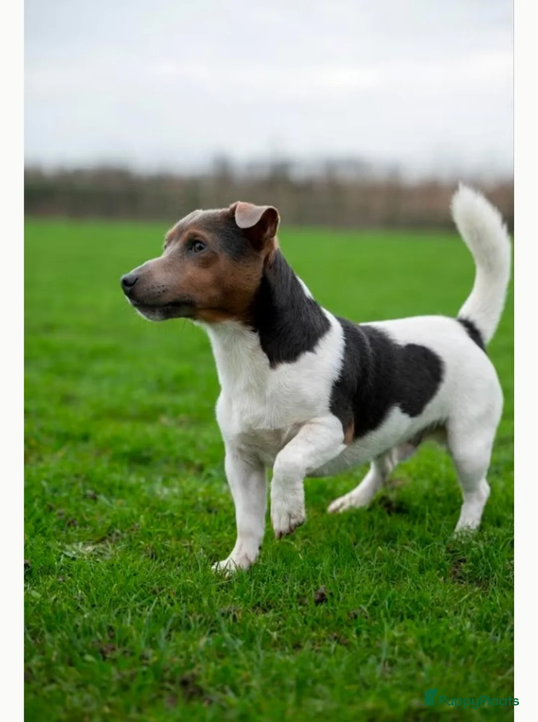 Jack Russel Terriër honden te koop: Jack Russel bleu tan/ zwart wit bruin 03-04-2026 - Advertentie 14
