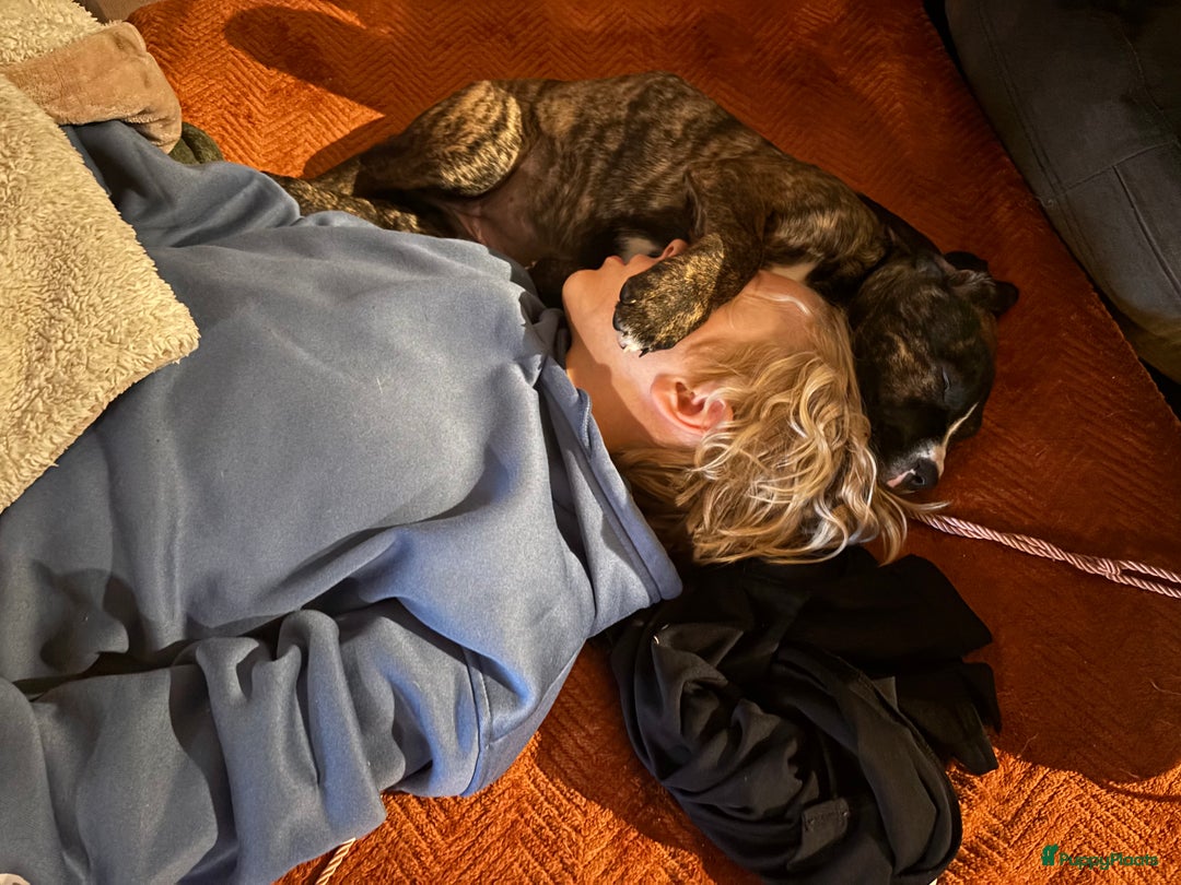 Kruising honden te koop: Mooie Presa/Fila 🥰 mastiff pups zoeken personeel  - Afbeelding 18