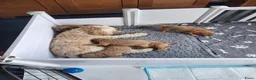 Kruising honden te koop: Cockapoo x Australian labradoodle - Advertentie 10