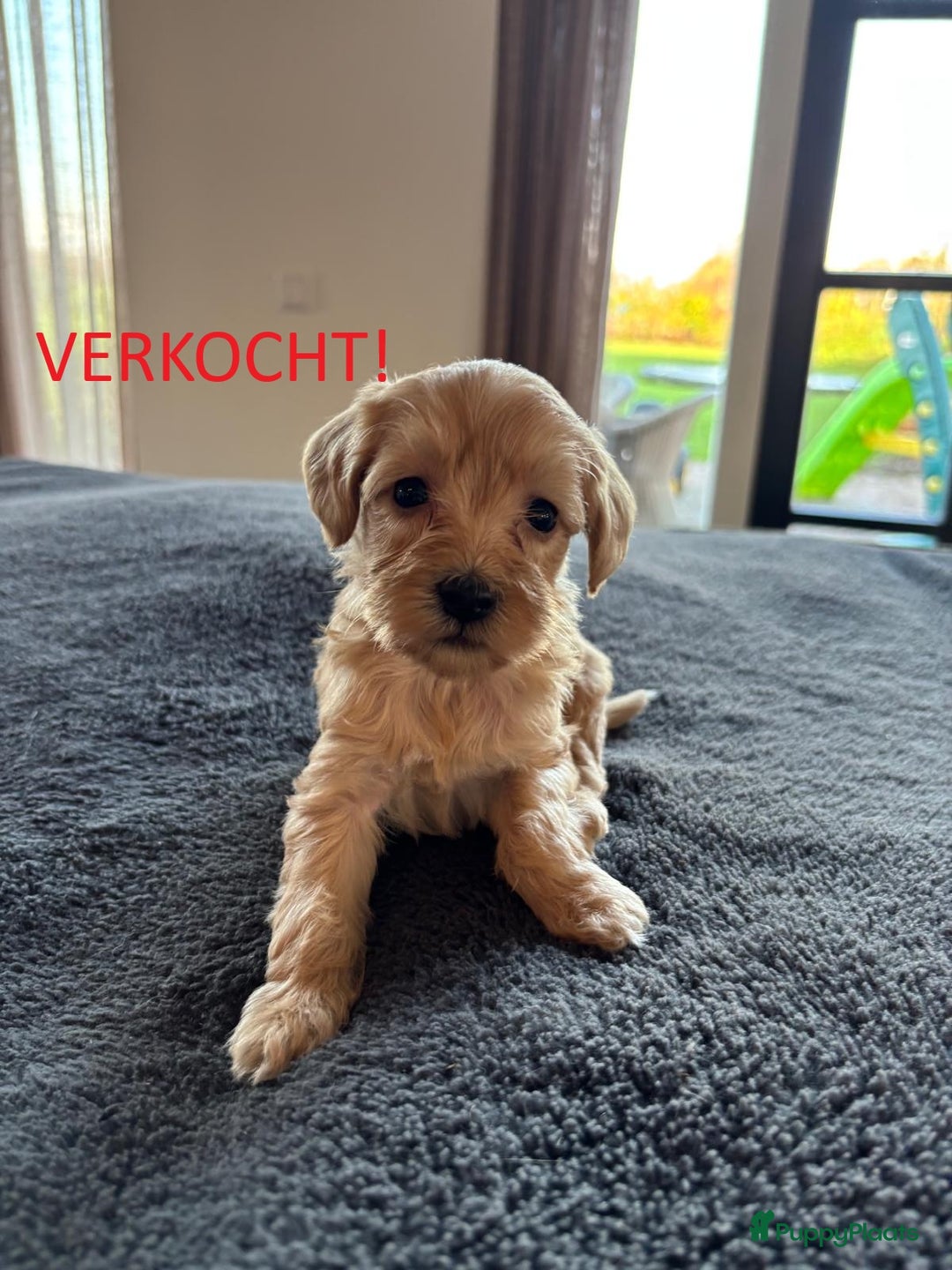 Kruising honden te koop: Mini Labradoodle F3 - Advertentie 16