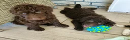 Labradoodle honden te koop: schattige chocof4 labradoodle pups ouders aanwezig - Advertentie 21