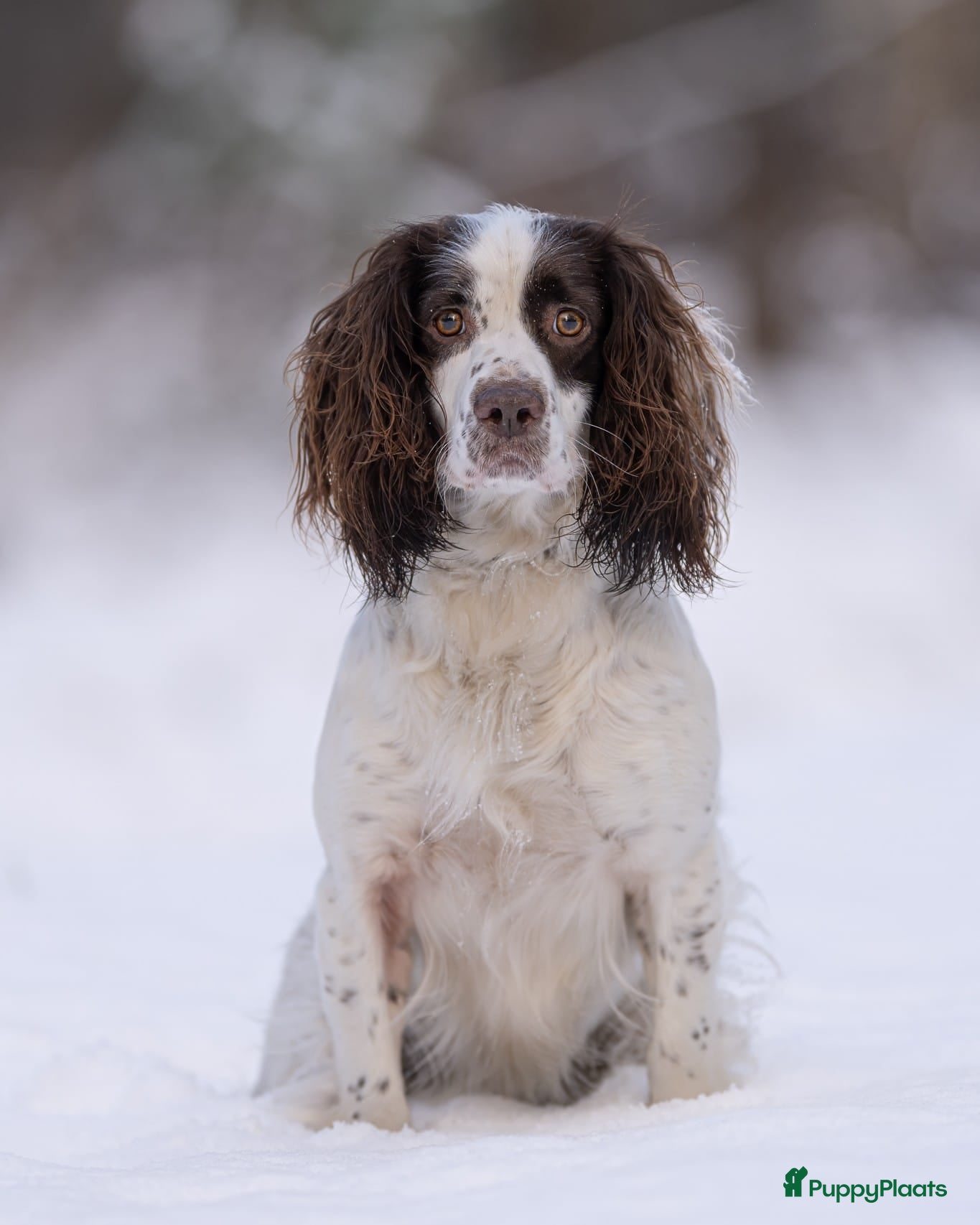Kruising honden te koop: Sprocker spaniël pups te koop - Advertentie 1