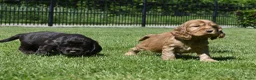 Engelse Cocker Spaniel honden te koop: Speelse Engelse Cocker Spaniel pups - Advertentie 14