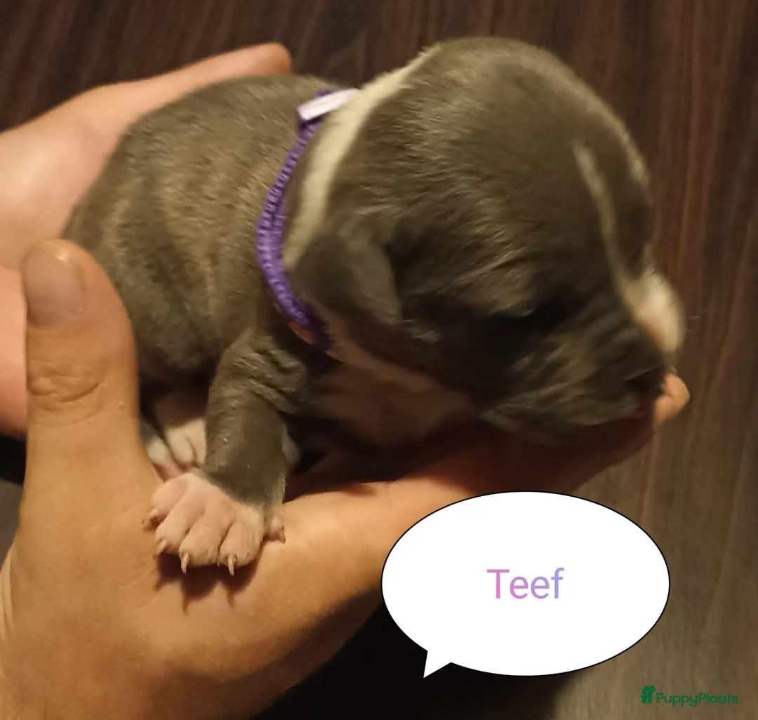 Kruising honden te koop: Amerikaanse stafford☆amerikaanse bulldog pups - Advertentie 1