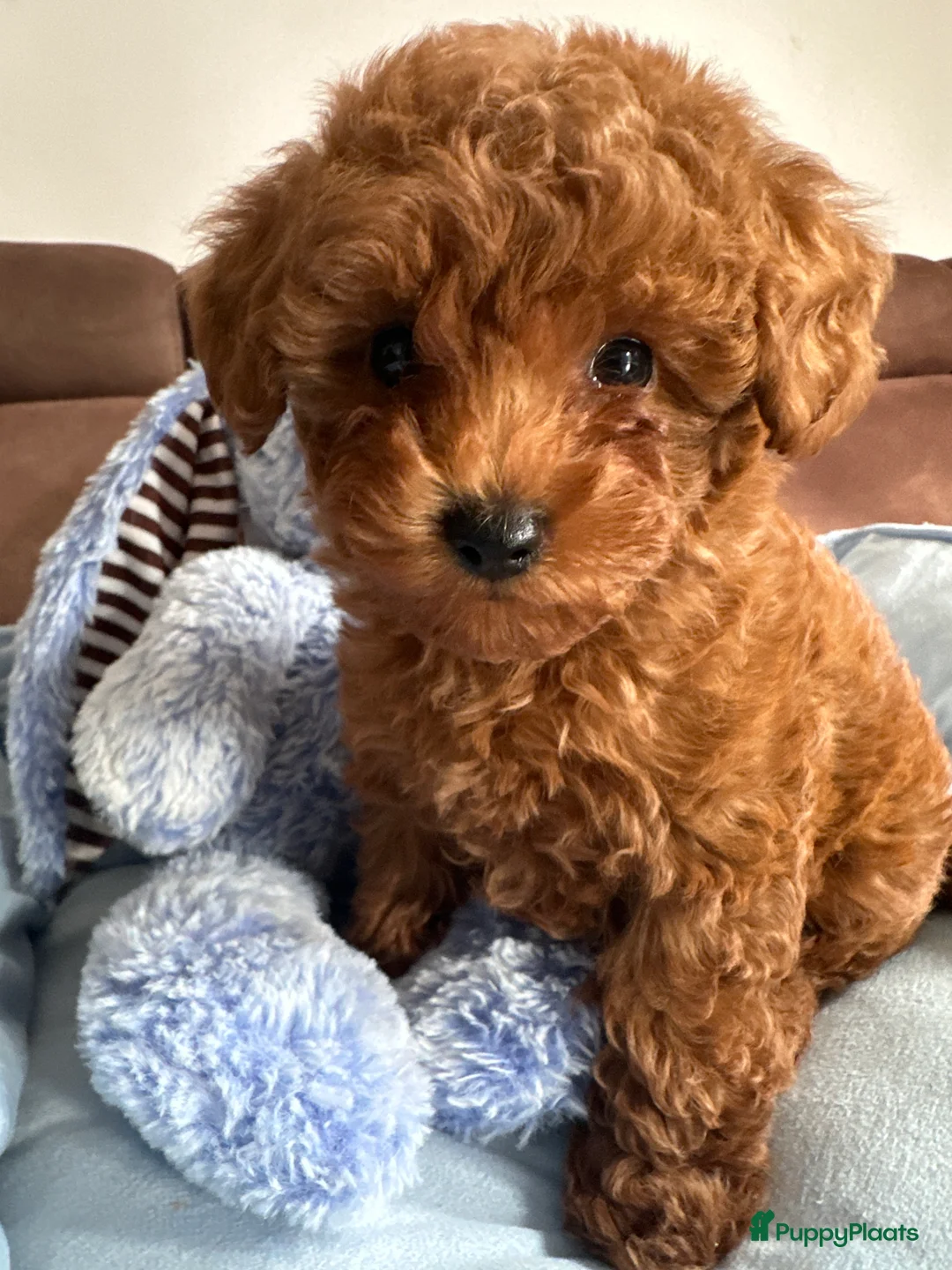 Poedel Toy honden te koop: Toypoedel puppy’s – liefdevolle gezinnen gezocht - Advertentie 6