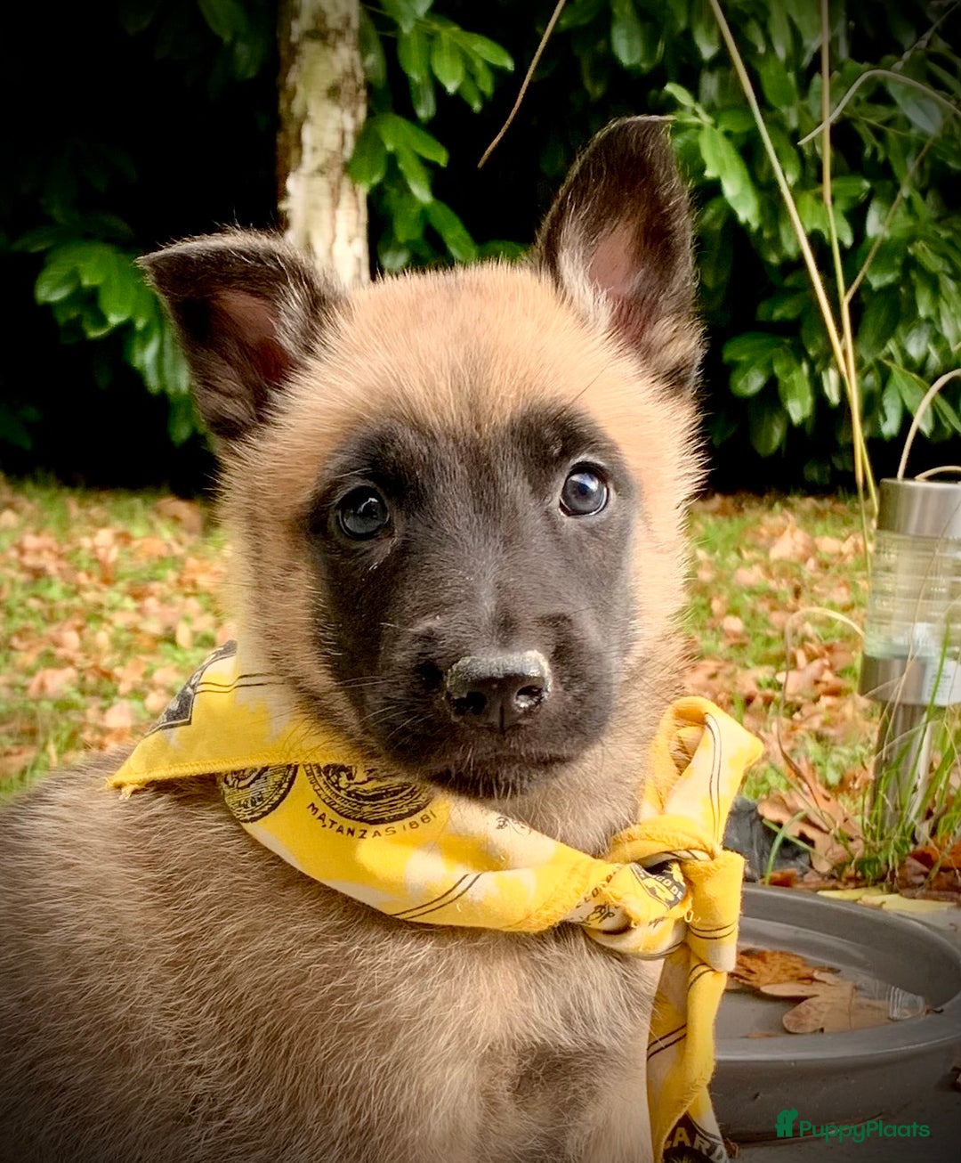 Mechelse Herder honden te koop: Mechelse herder pups met stamboom F.C.I - Advertentie 23