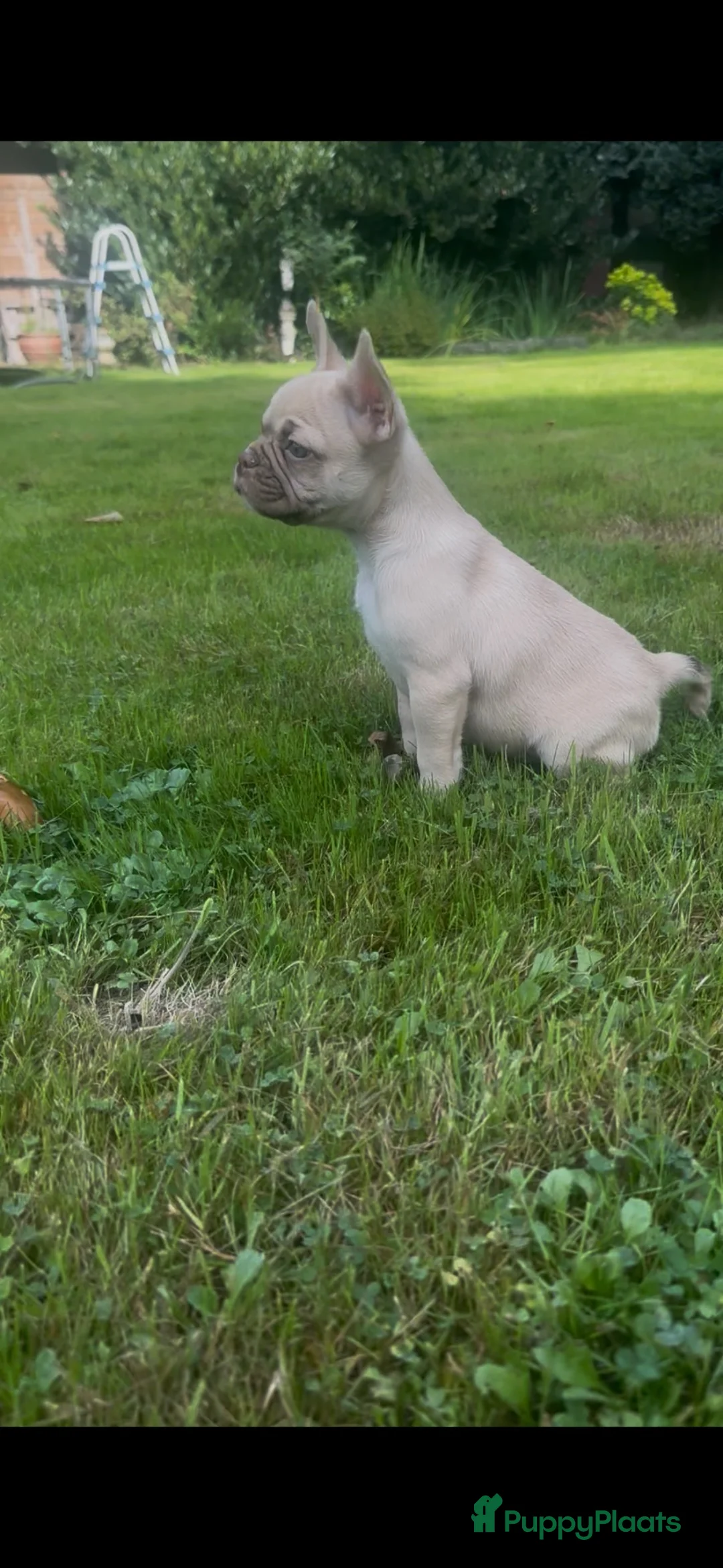 Franse Bulldog honden te koop: Franse Bulldog reutje met stamboom  - Advertentie 2