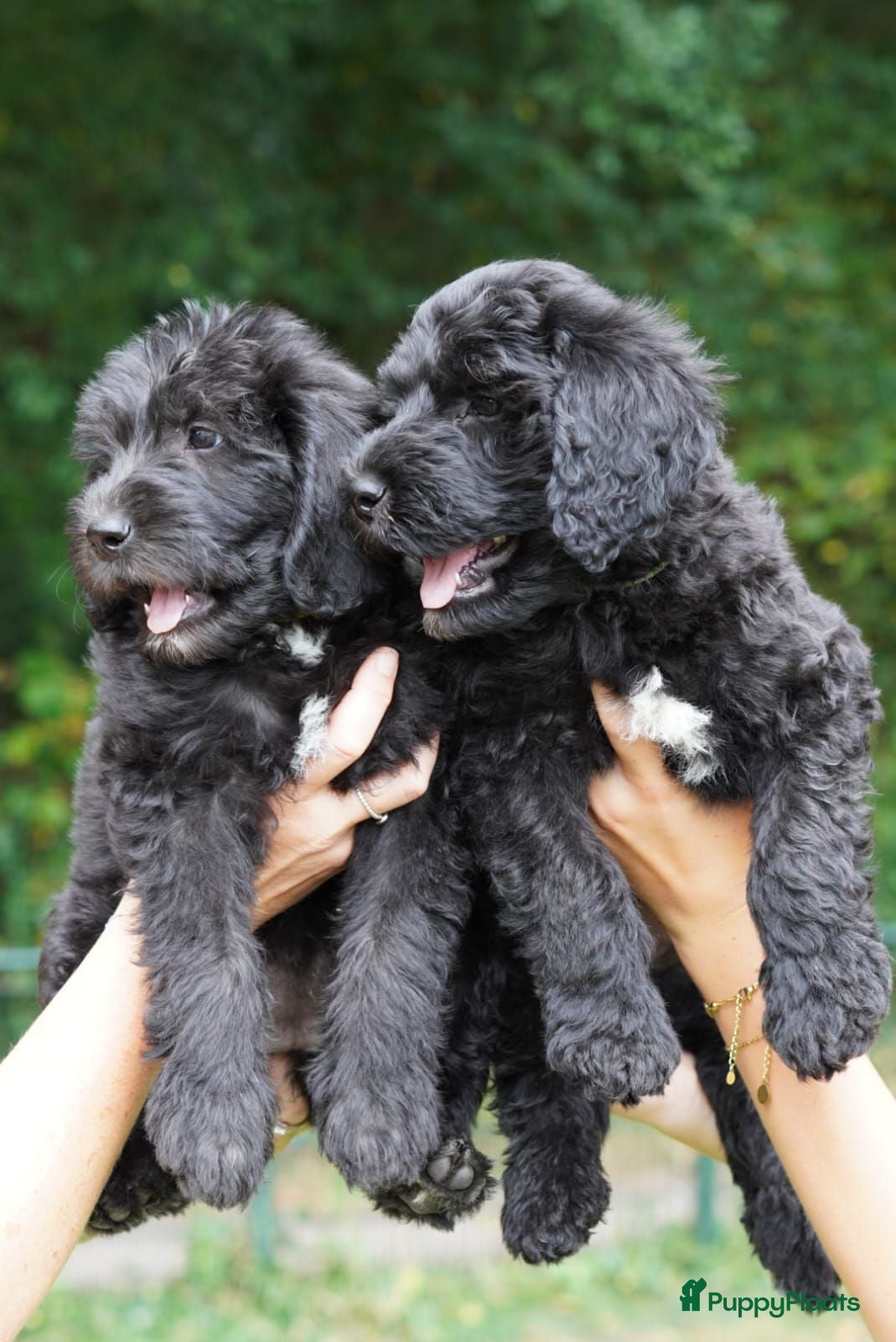 Labradoodle honden Labradoodle pups - Advertentie 9