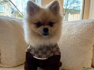 Pomeriaan honden Pomeriaan Reutje 8 maanden - Advertentie 3