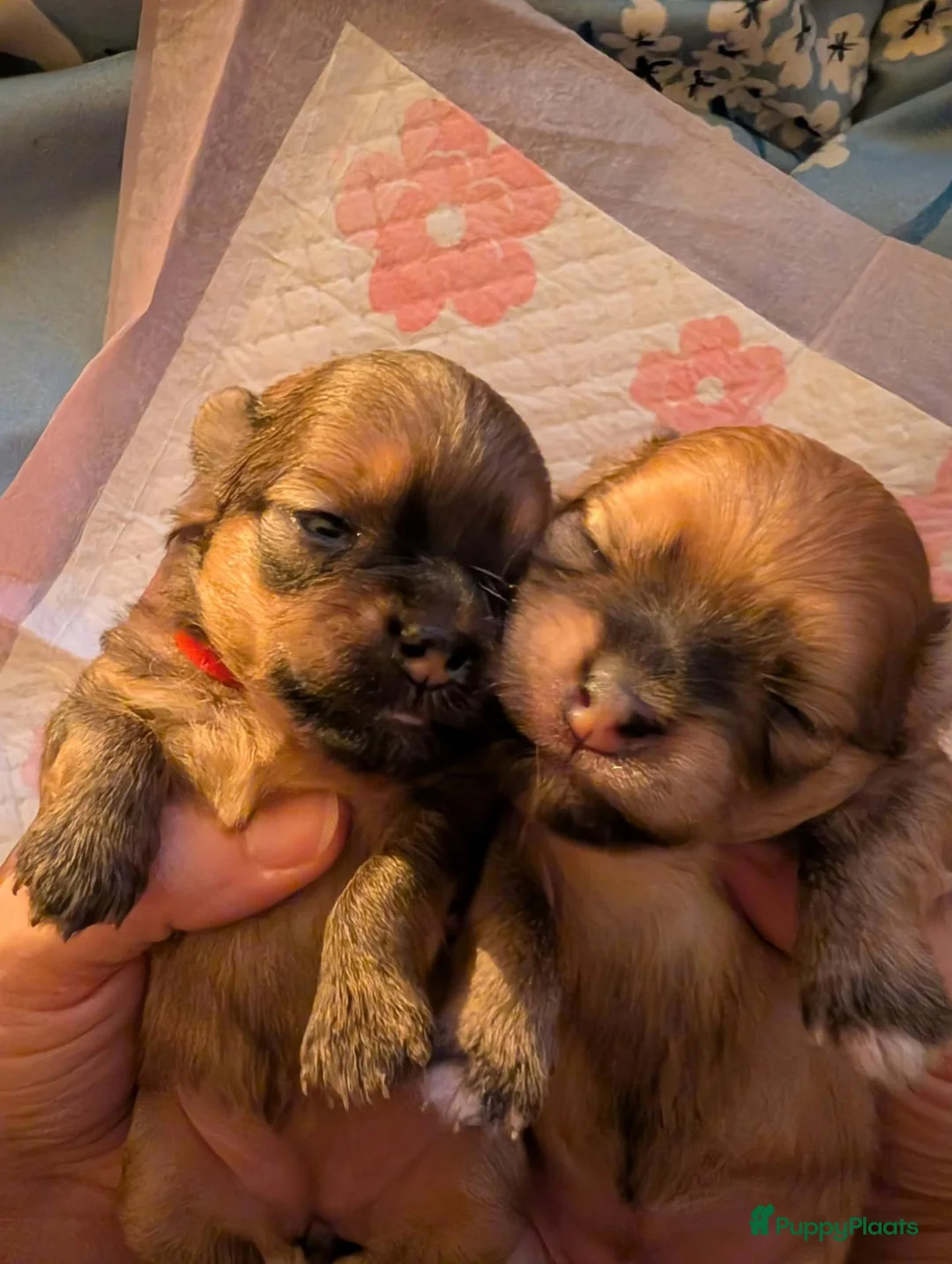 Kruising honden te koop: Nog 1 mooi meisjes beschikbaar - Advertentie 2