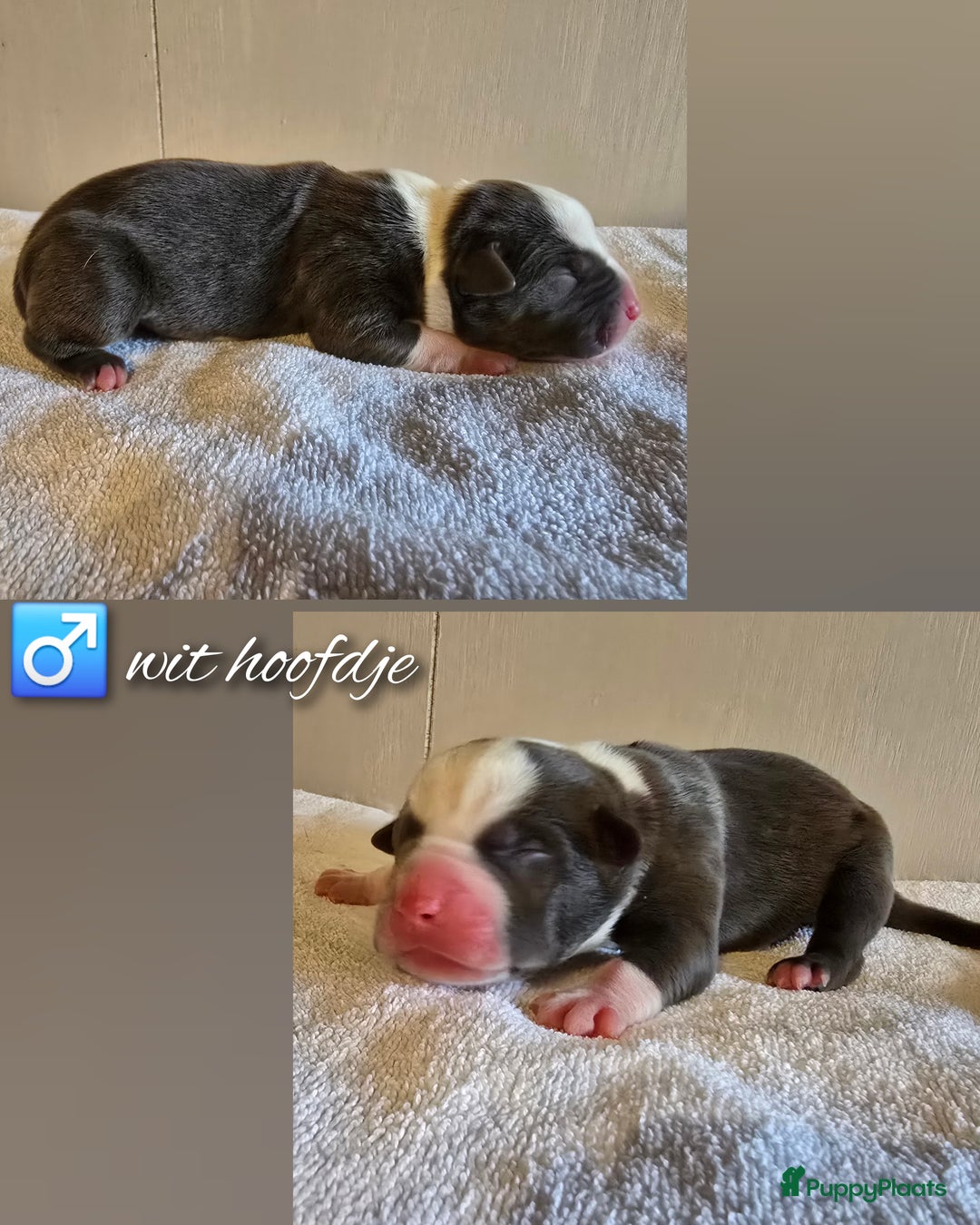 Amerikaanse Bully honden te koop: American Bully XL pups ABKC stamboom - Advertentie 5