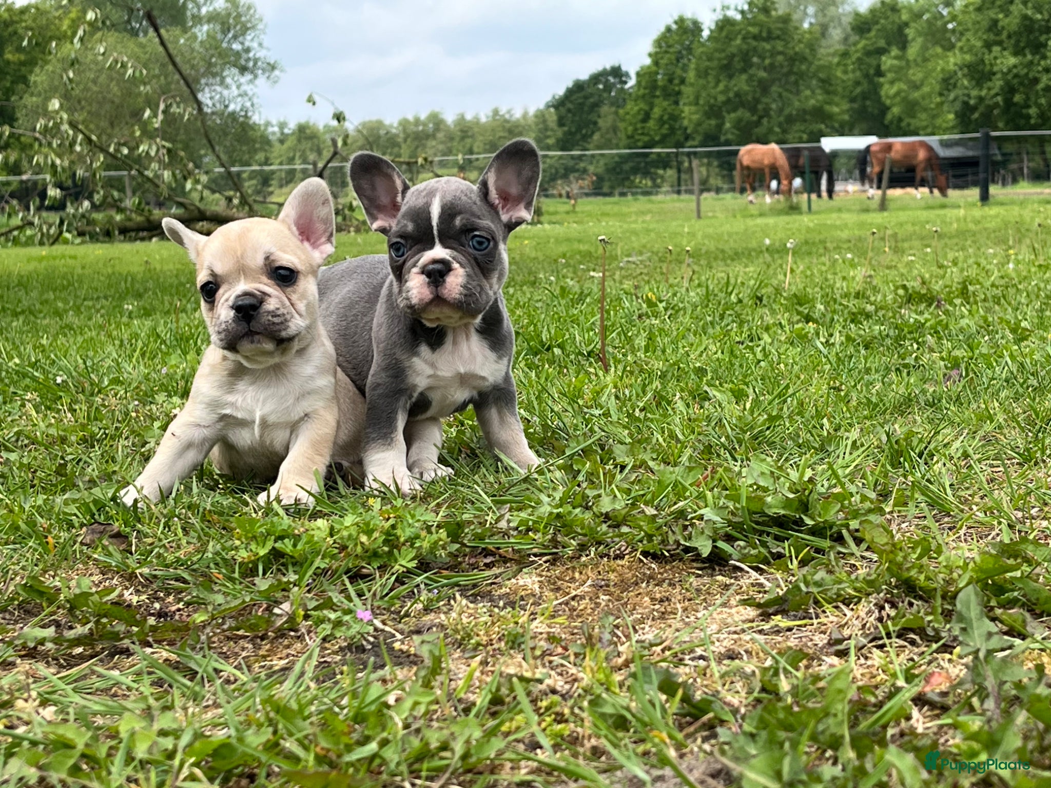 Franse Bulldog honden Franse Bulldog pups goed opgevoed België  - Advertentie 1