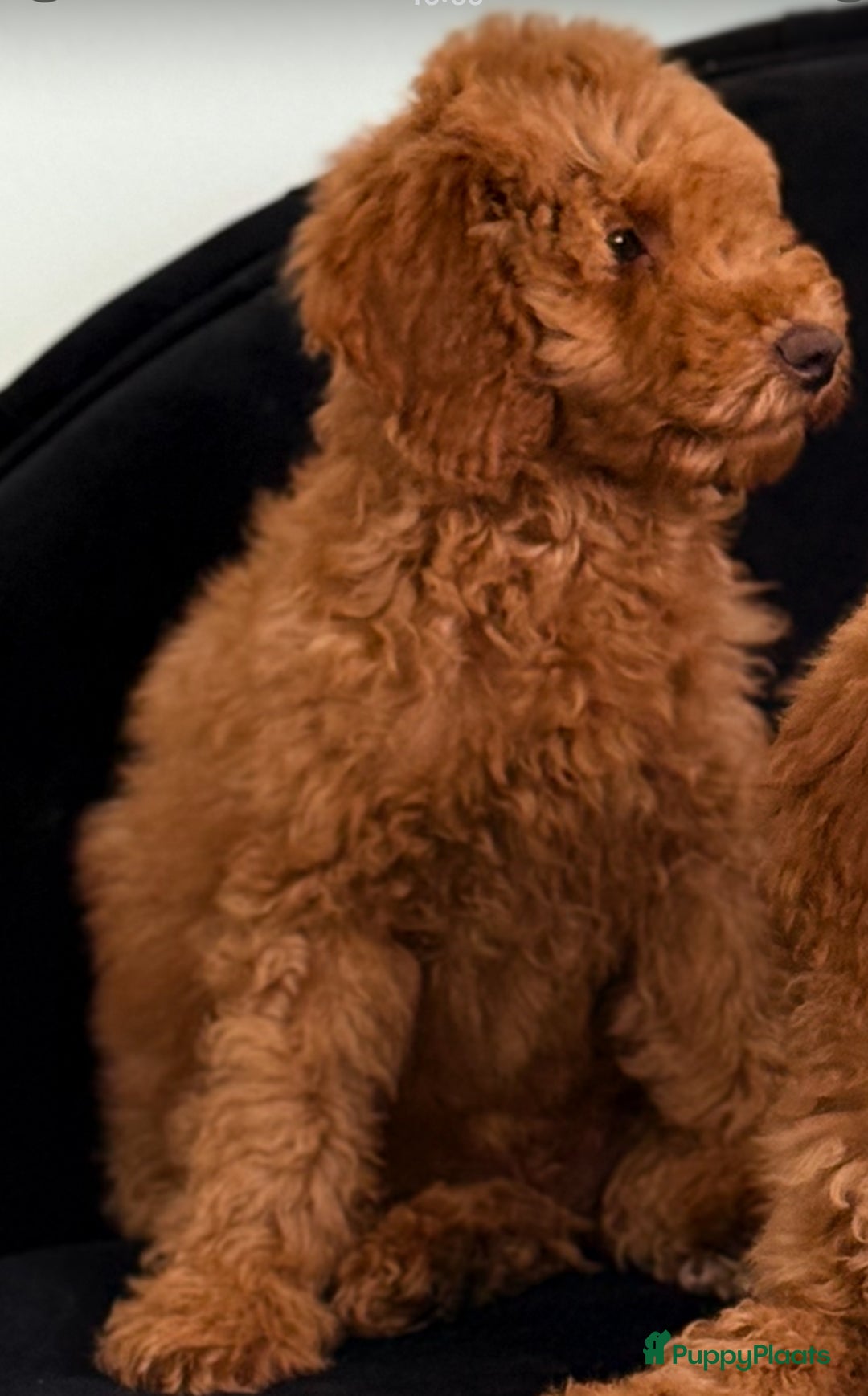 Labradoodle honden te koop: Labradoodle  - Advertentie 1