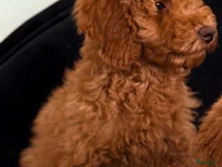 Labradoodle honden Labradoodle - Advertentie 6