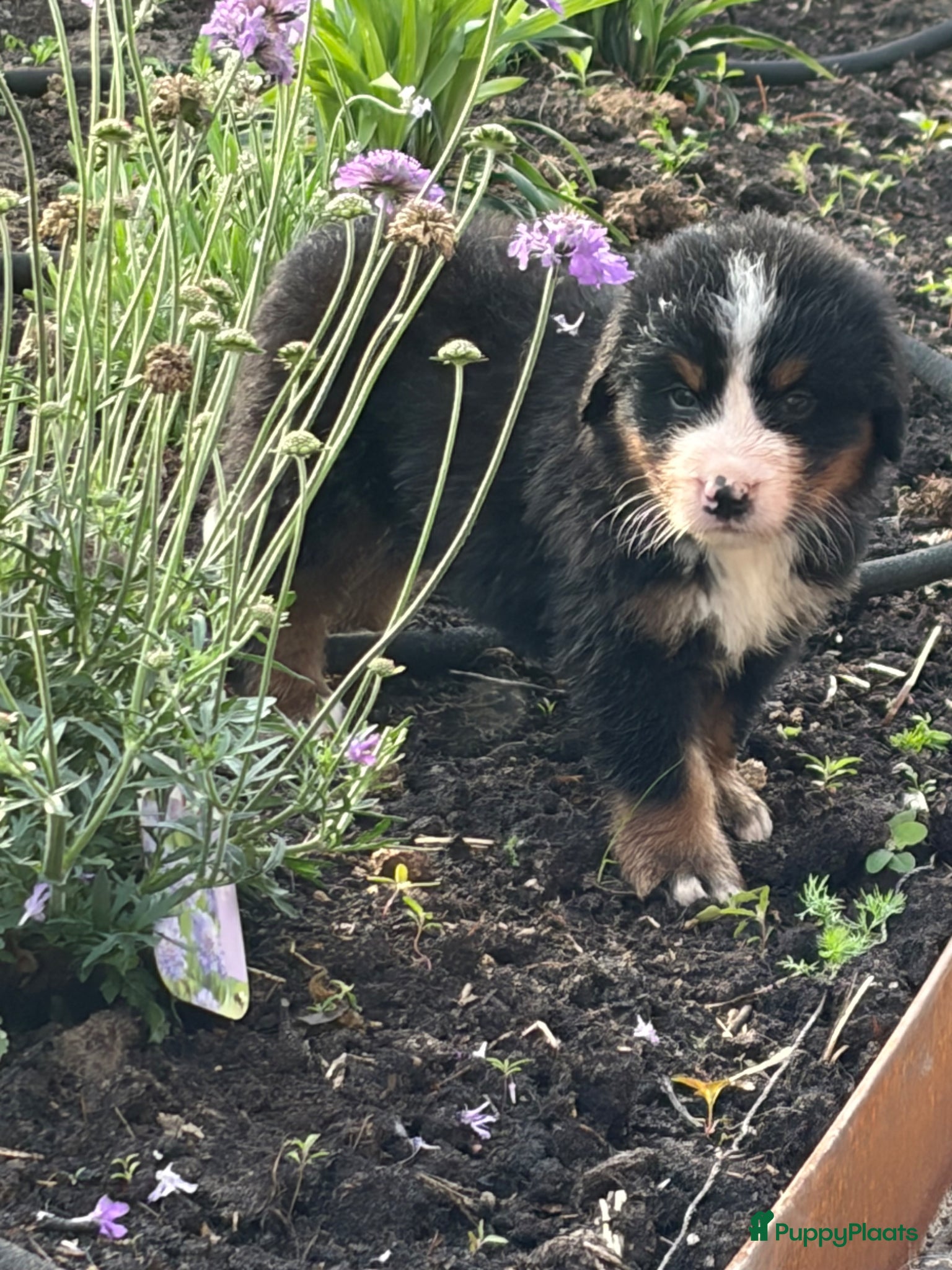 Berner Sennenhond honden te koop: 4 reutjes Berner sennen in Lunteren - Advertentie 6