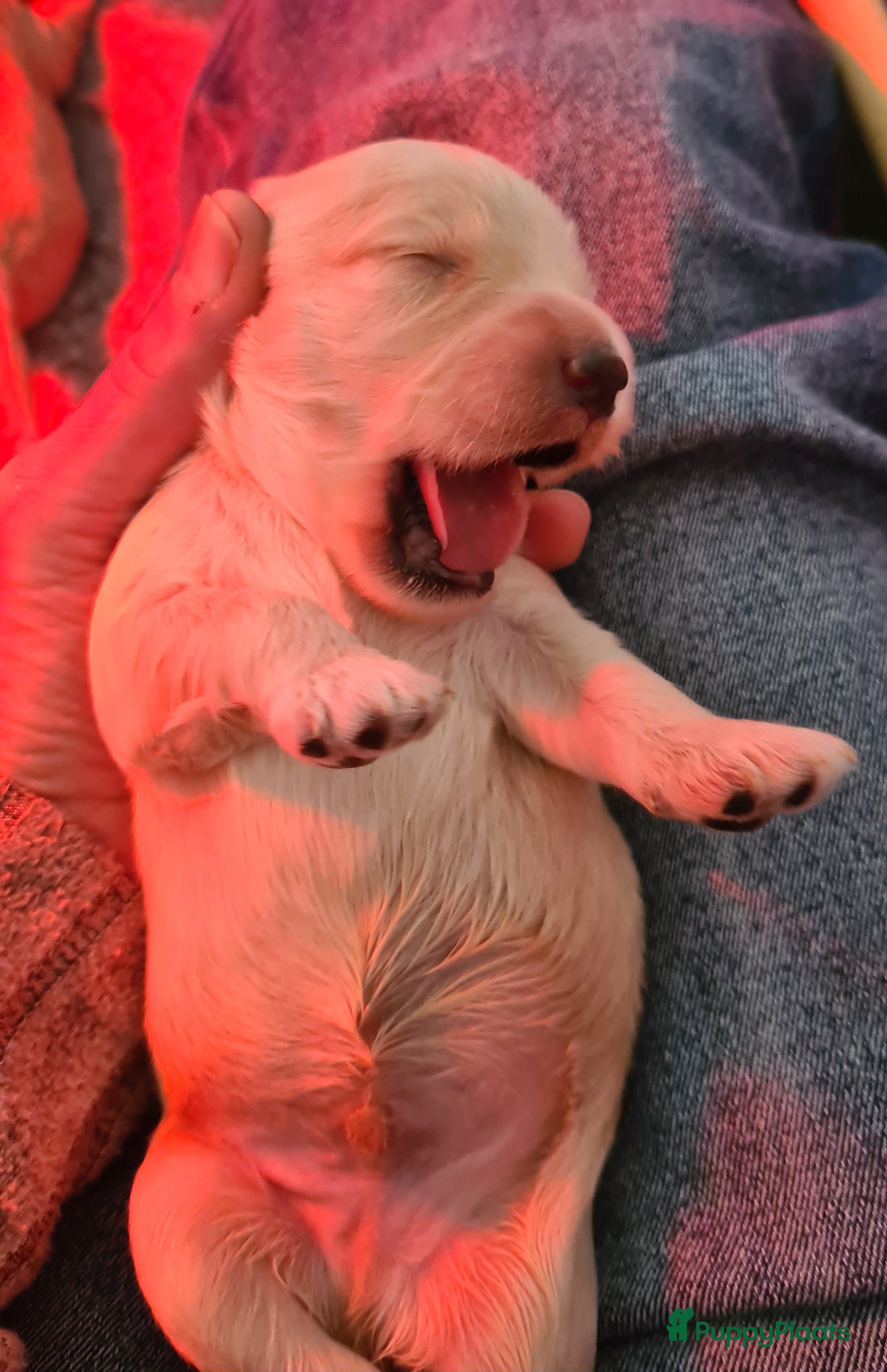 Cockapoo honden Cockapoo pups - Advertentie 2