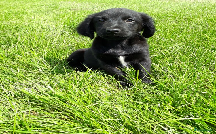 Kruising honden - Advertentie 1