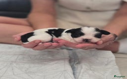 Boomer honden te koop: 4 prachtige boomerpups bes6 - Afbeelding 4
