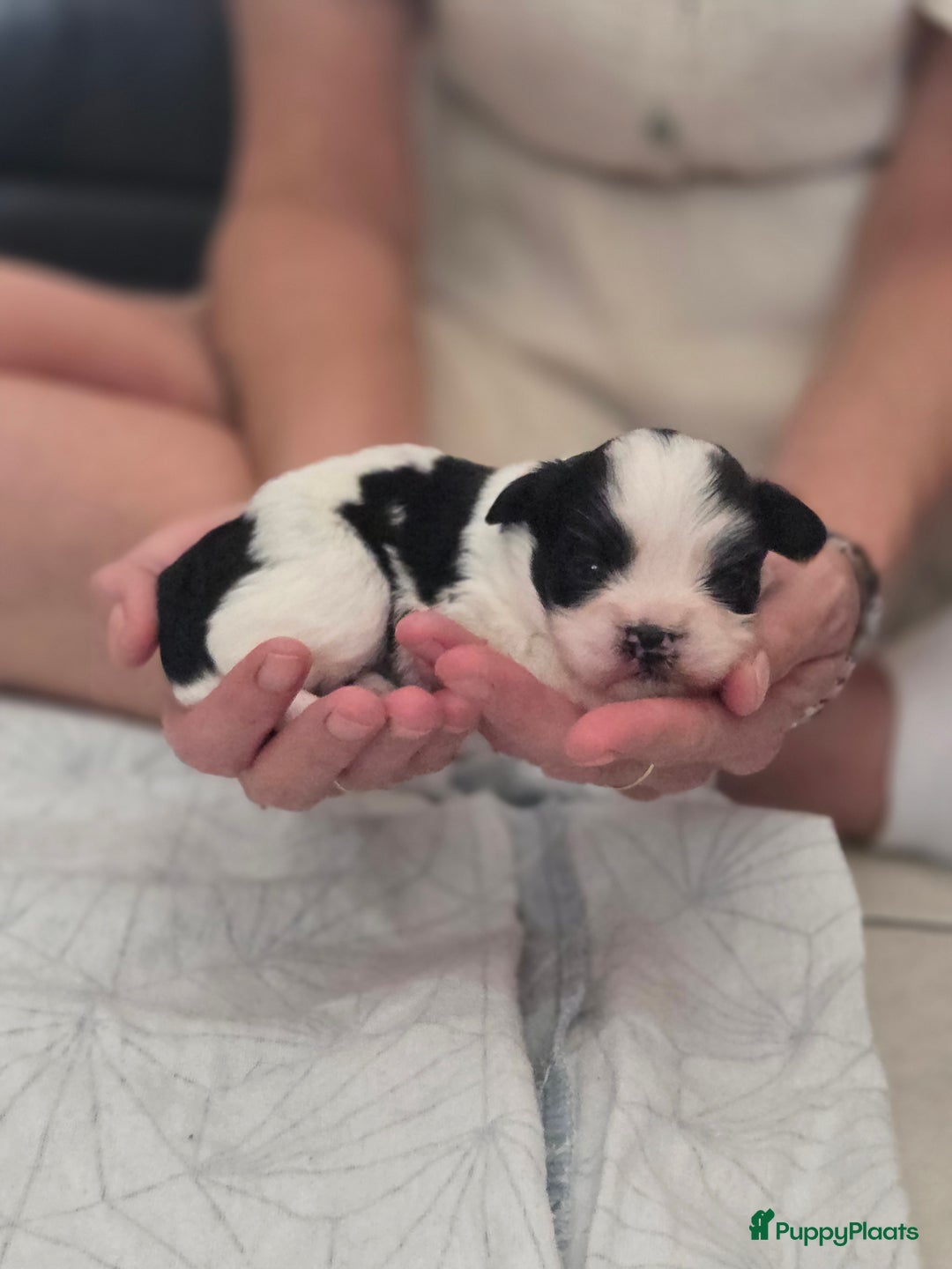 Boomer honden te koop: 4 prachtige boomerpups bes6 - Afbeelding 4