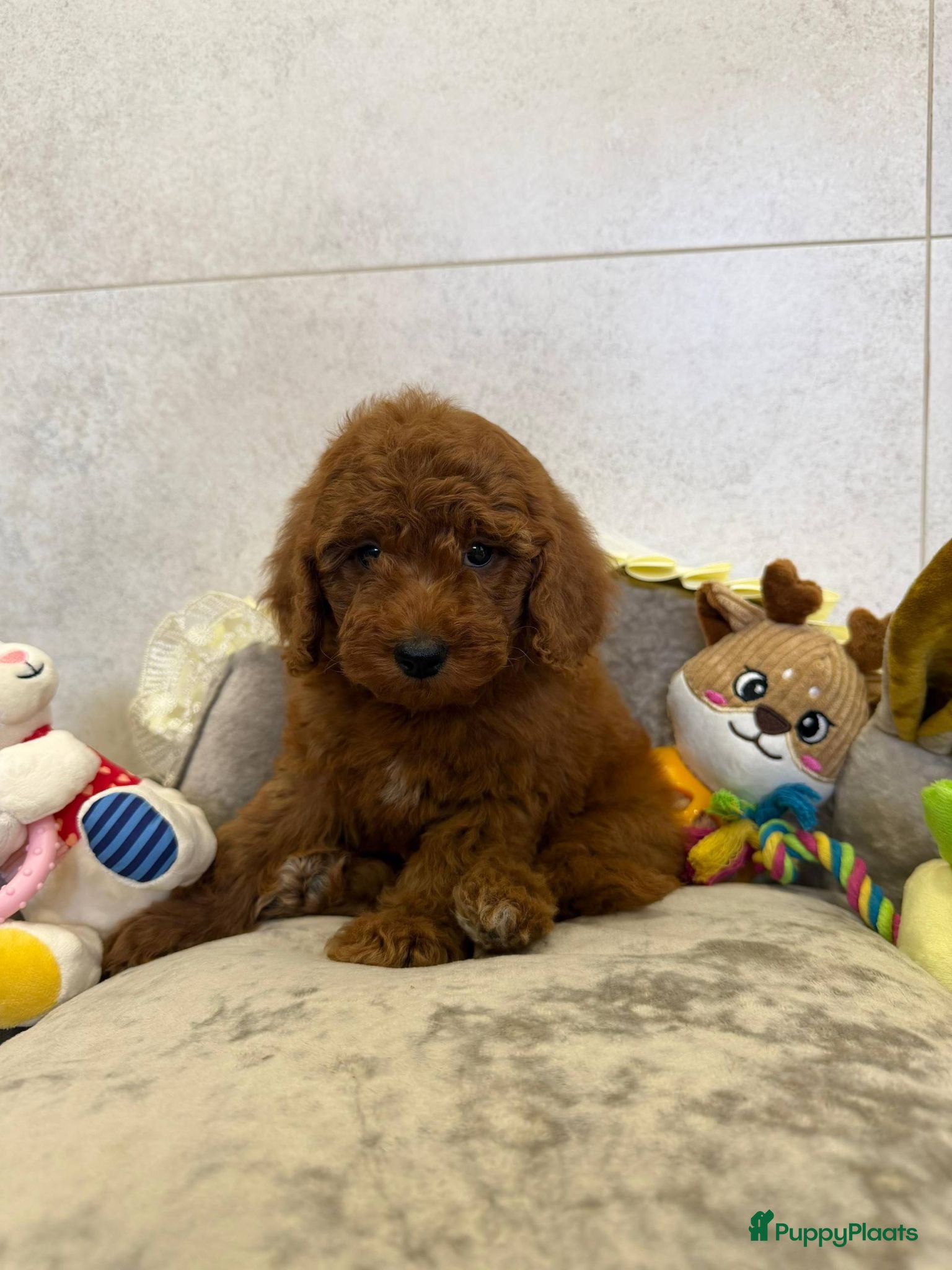 Poedel Toy honden Schattige Toypoedel pups - Advertentie 1