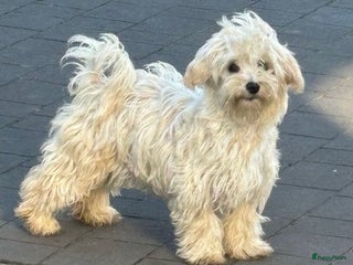 Maltipoo honden Bijzonder mooie maltipoo pups kunnen bijna weg - Advertentie 3