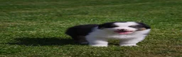 Australian Shepherd honden te koop: Australische herder pups geboren op boerderij (BE) - Advertentie 6