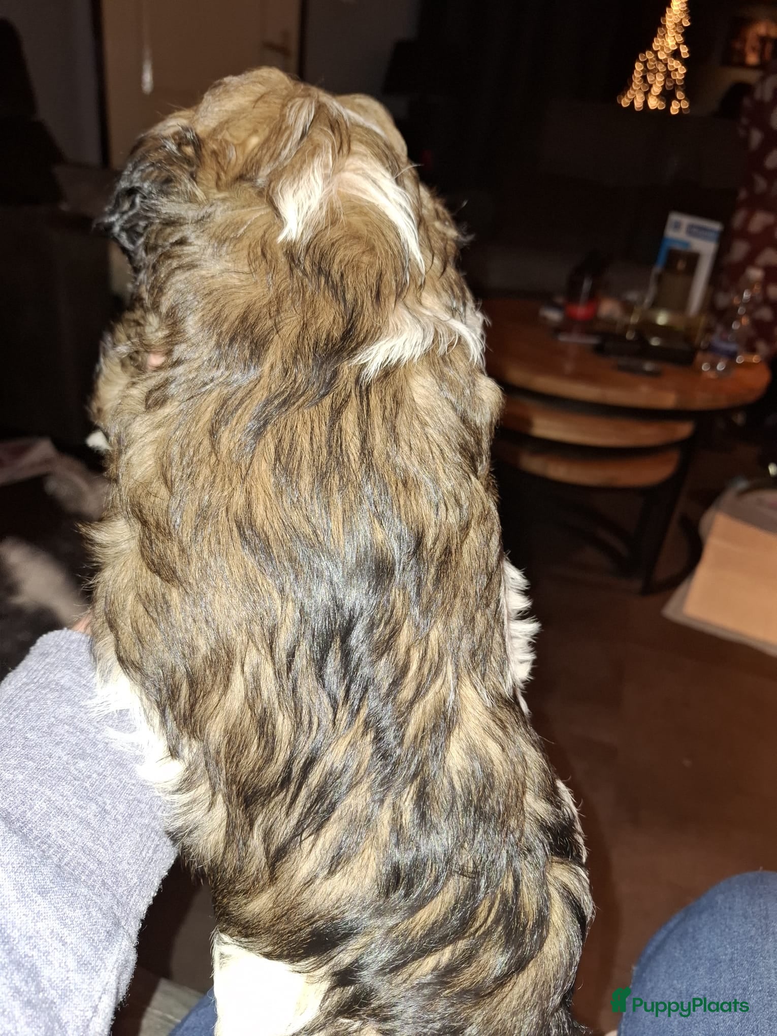 Boomer honden boomer reutje zoekt forever home - Advertentie 2