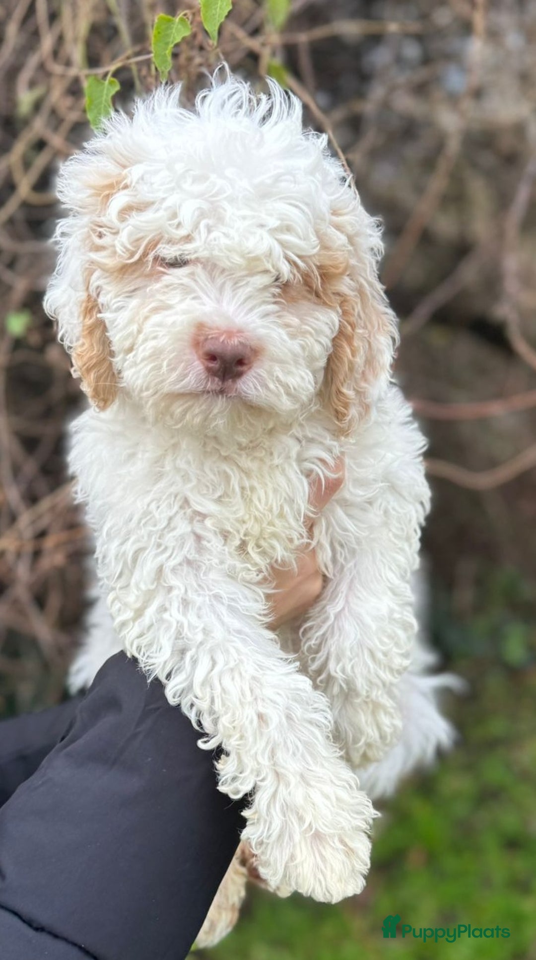 Lagotto Romagnolo honden te koop: Lagotto Romagnolo pups - Advertentie 11