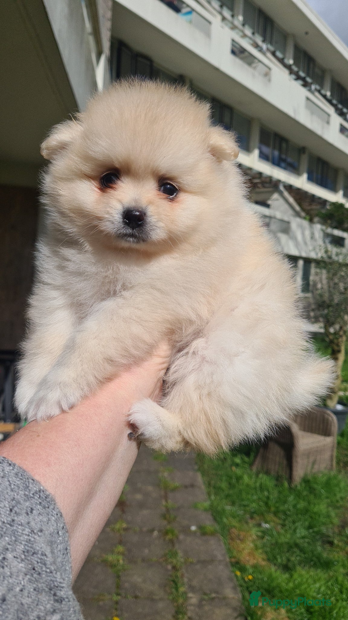 Pomeriaan honden Pomeranian, pomeriaan, dwergkees puppys te koop ,  - Advertentie 1