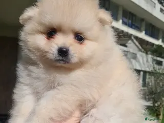 Pomeriaan honden Pomeranian, pomeriaan, dwergkees puppys te koop , - Advertentie 1