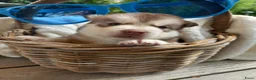 Siberische Husky honden te koop: Siberische Husky pups - Advertentie 8