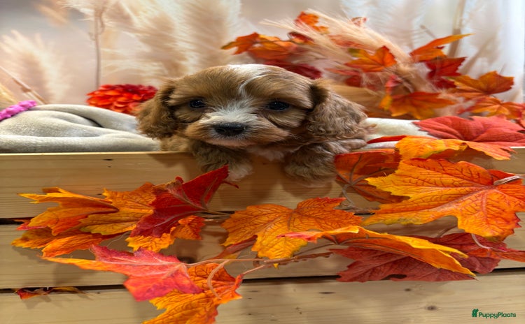 Kruising honden - Advertentie 4