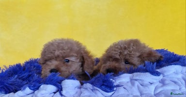 Poedel Toy honden - Advertentie 3