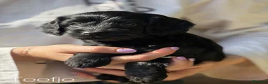 Cockapoo 4