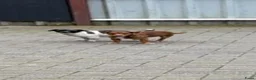 Jack Russel Terriër honden te koop: Jack russel pups REUTJES - Advertentie 15